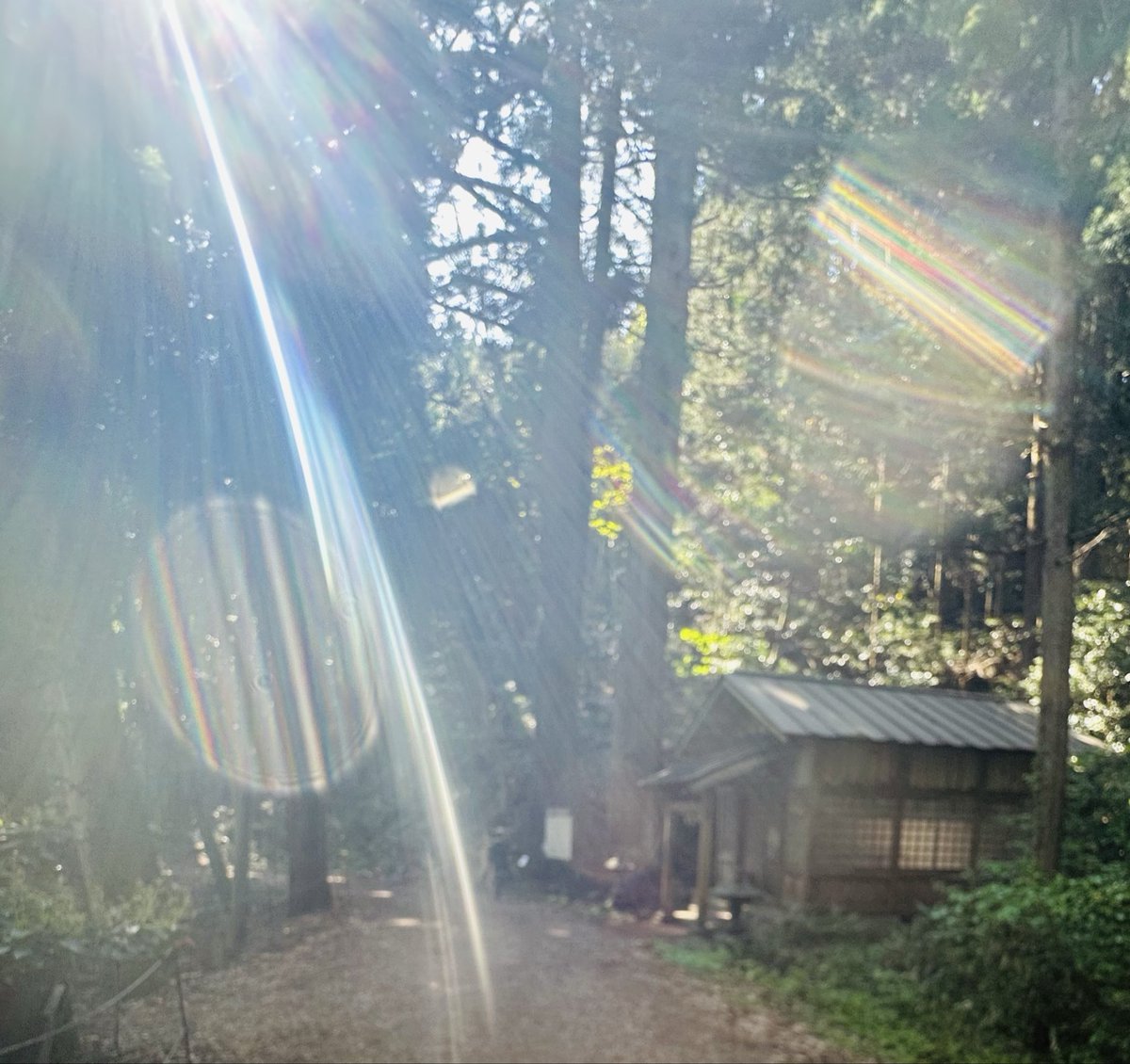 Homura369Happy's tweet photo. 丸池神社⛩様🙏 https://t.co/YcRjdlTAYg
