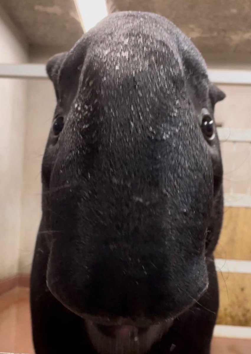 千葉市動物公園【公式】 tweet media