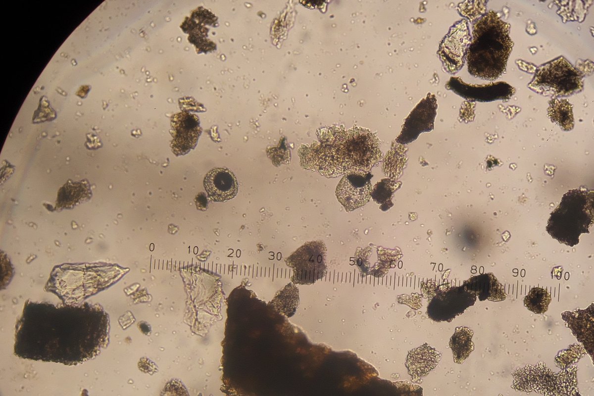 microscope61's tweet photo. 4月25日（土）千葉県率中央博物館のイベント「自分で見つけよう放散虫」の報告その２。午後の放散虫試料の観察会。写真は産総研の伊藤剛氏のチャートや珪質泥岩のプレパラートと中央博の菊川照英氏の天津層とバルバドスのものと思われるAm-28とBA-14と書かれたプレパラートの放散虫。#放散虫の日 https://t.co/sTeLbhxnSP