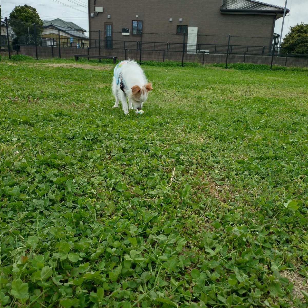 Jethro20200318's tweet photo. ドッグラン行ってもやる気ないジェスロ君🐾

#jackrussellterria #jrt
#ジャックラッセルテリア
#ジェスロ日記 https://t.co/KH0LxnvAjp