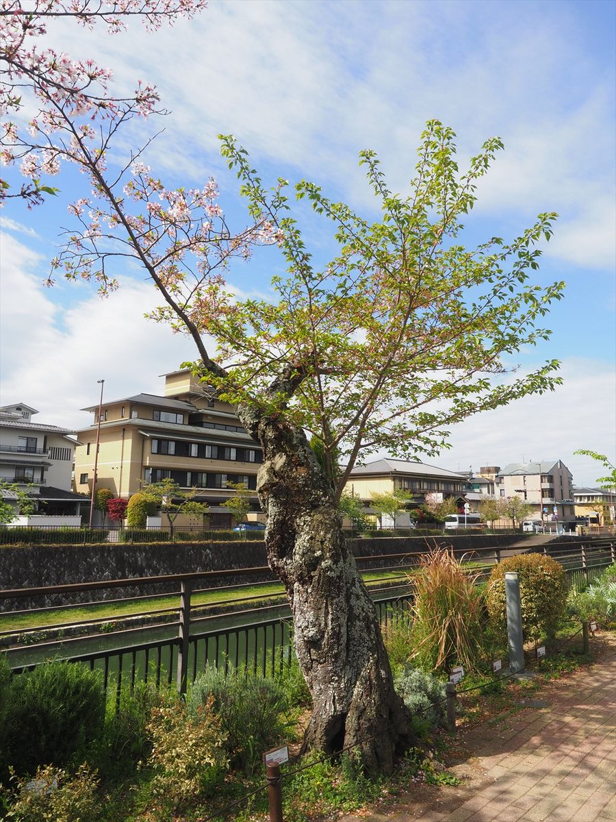 園内には桜の老木があり、空洞化している部分も確認しています。倒木の
