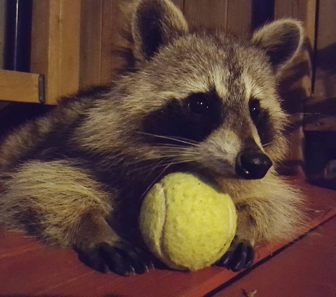 RocketRaccoonEnthusiast tweet media