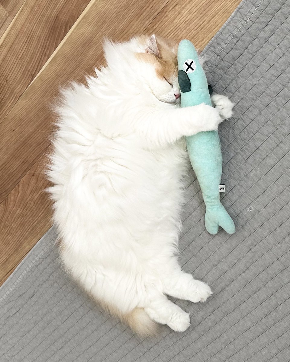 猫のレモンと犬のポテチ tweet media