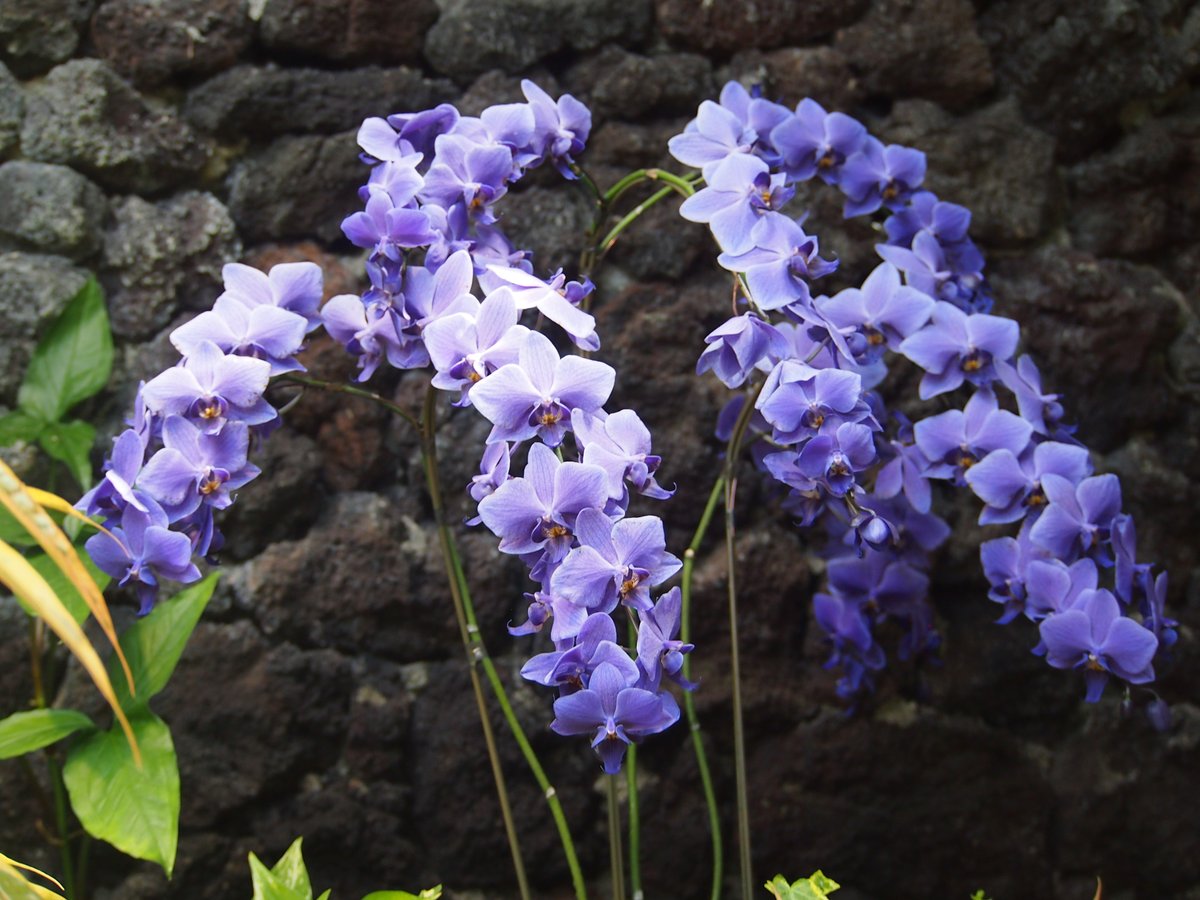 ロータスの狼2 tweet media