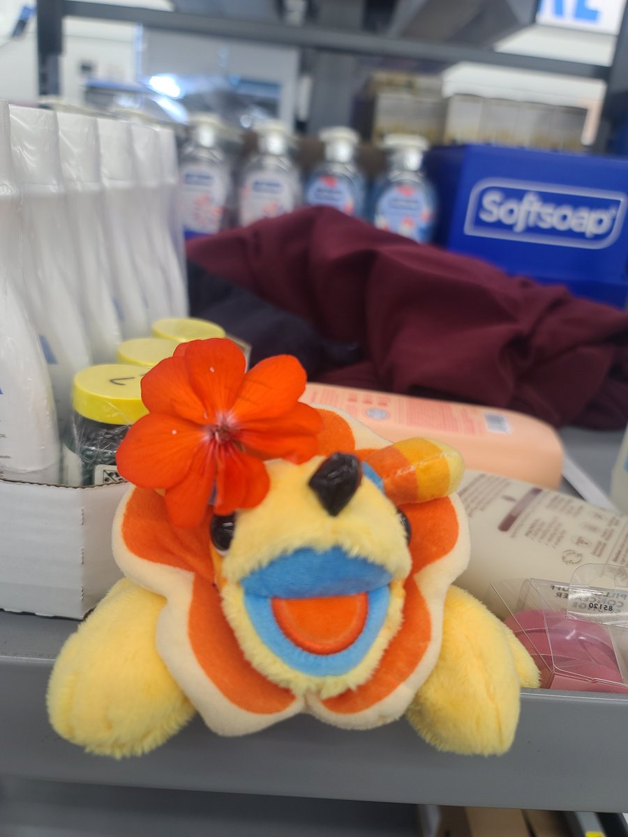 LilD00dleN00dle's tweet photo. Burger is feeling like a pretty Buggle πΈπͺ²
.
.
#buggle #welcomehome #burgerthebuggle https://t.co/QjmGnWyQYu