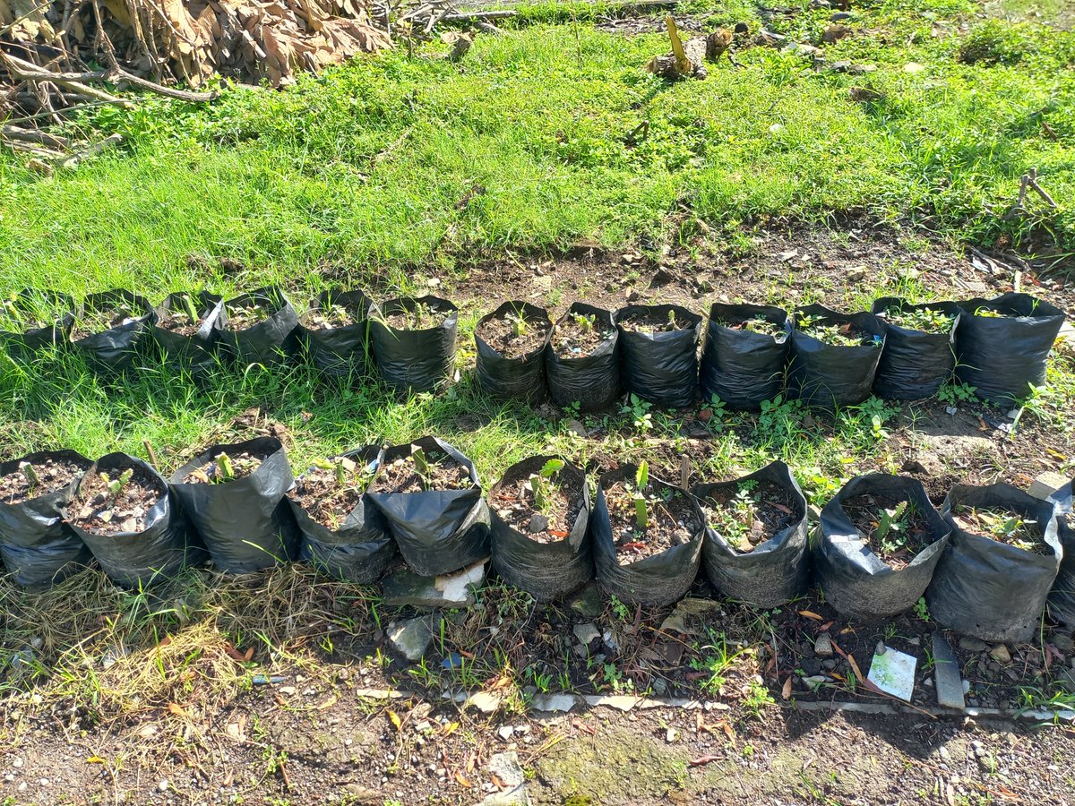 Suka buah apaaja tweet media