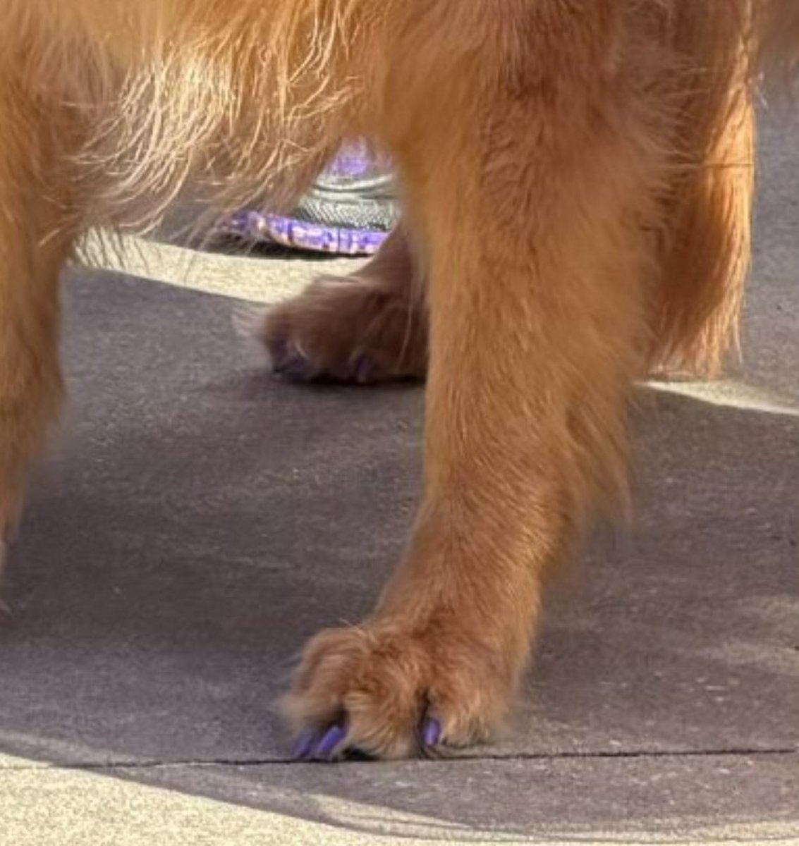 #bts_worldtour_arirang_tampa

D1  아미와 서비스 🐶.
(보조견/장애인 보조견: 당근 🏟입장 가능)

🐶귀에 🎧
🐶목에는 보라🧣
🐶네일두 보라

🐶아미 완편 착장!!!!👍😍🫂