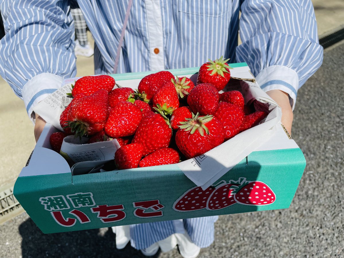 Luna_Amami's tweet photo. 近所のいちご農家さんのいちごを手に入れた🍓もりもり
ひなたさんとわけっこした https://t.co/Vx6Kk5QsUp