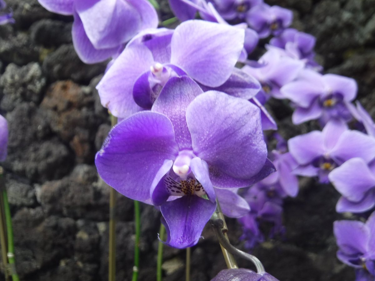 ロータスの狼2 tweet media