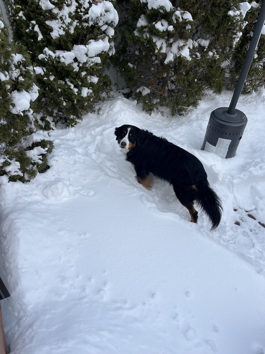 LittleDenene's tweet image. Guilty of something. 

#dogsofx #weekend