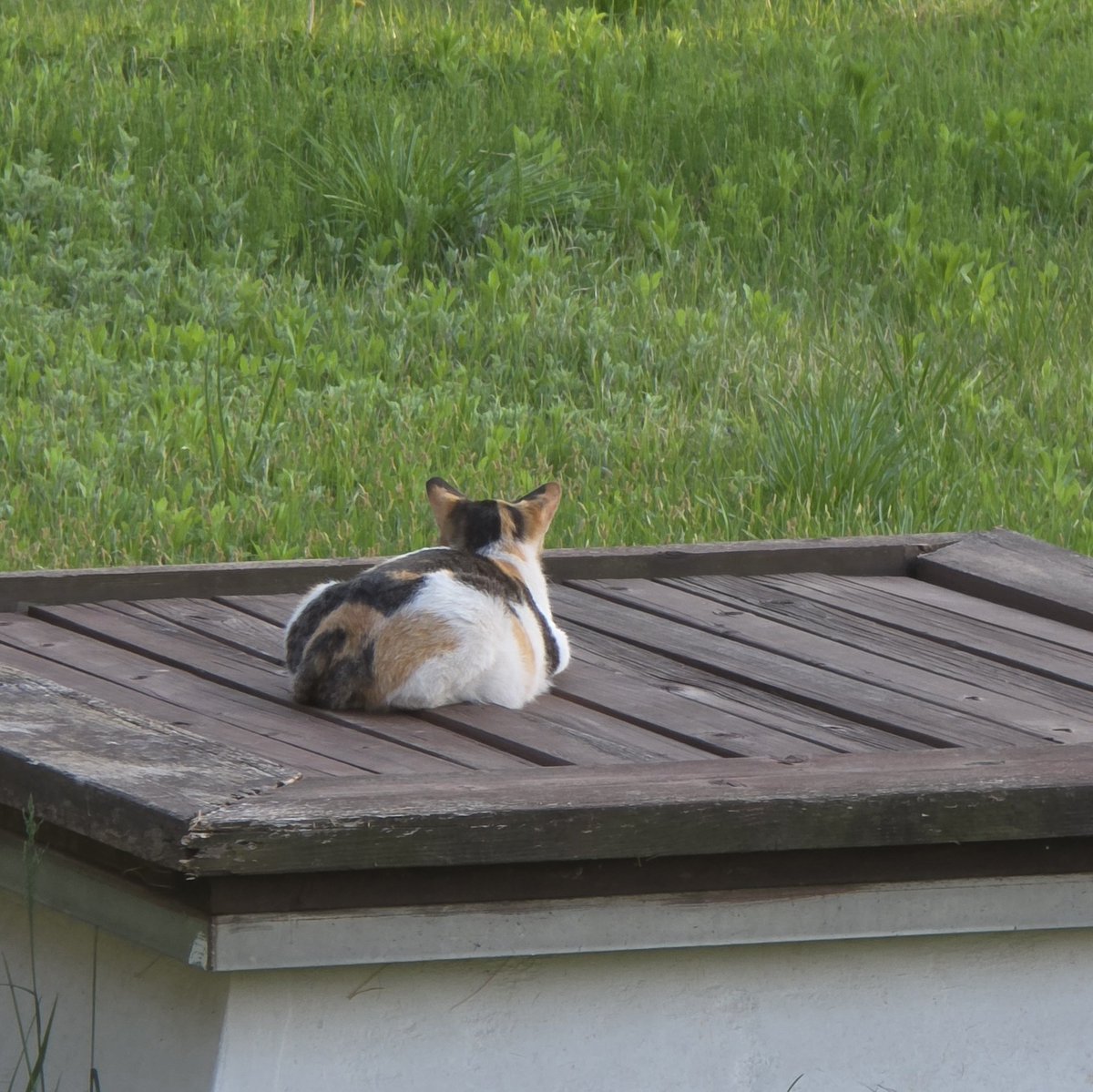 고양이 도촬범을 맡고있음