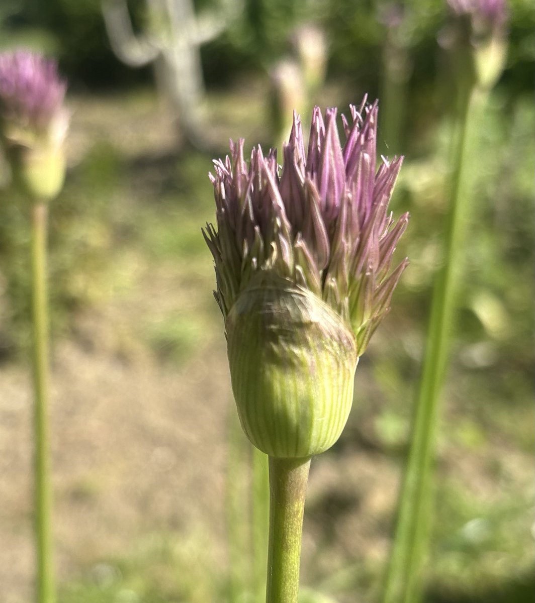 Bart Neirynck senior tweet media