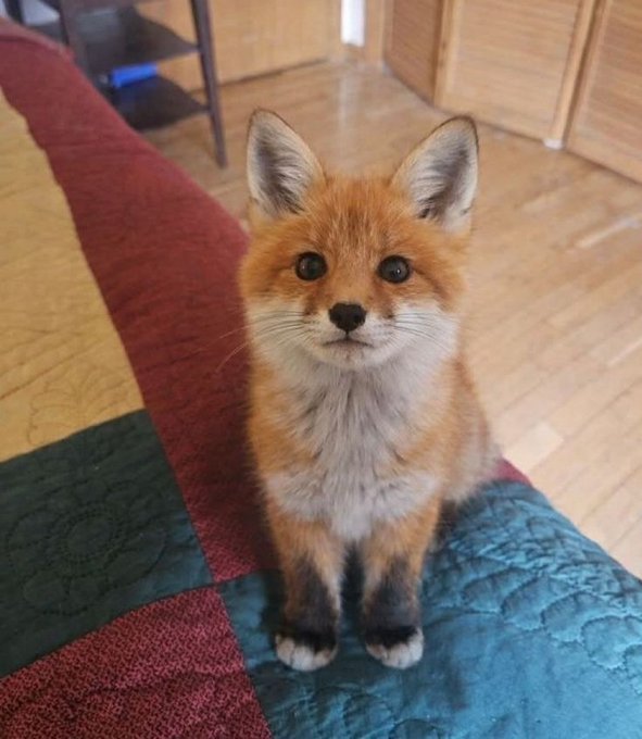 ahappyleg tweet media