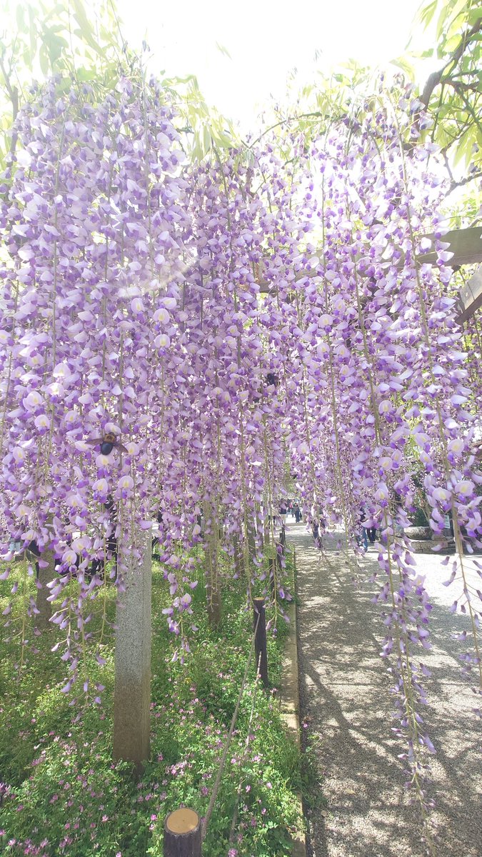 百＠次は5/5 tweet media