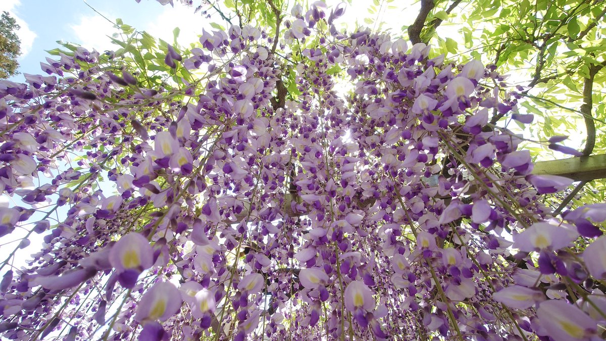 百＠次は5/5 tweet media