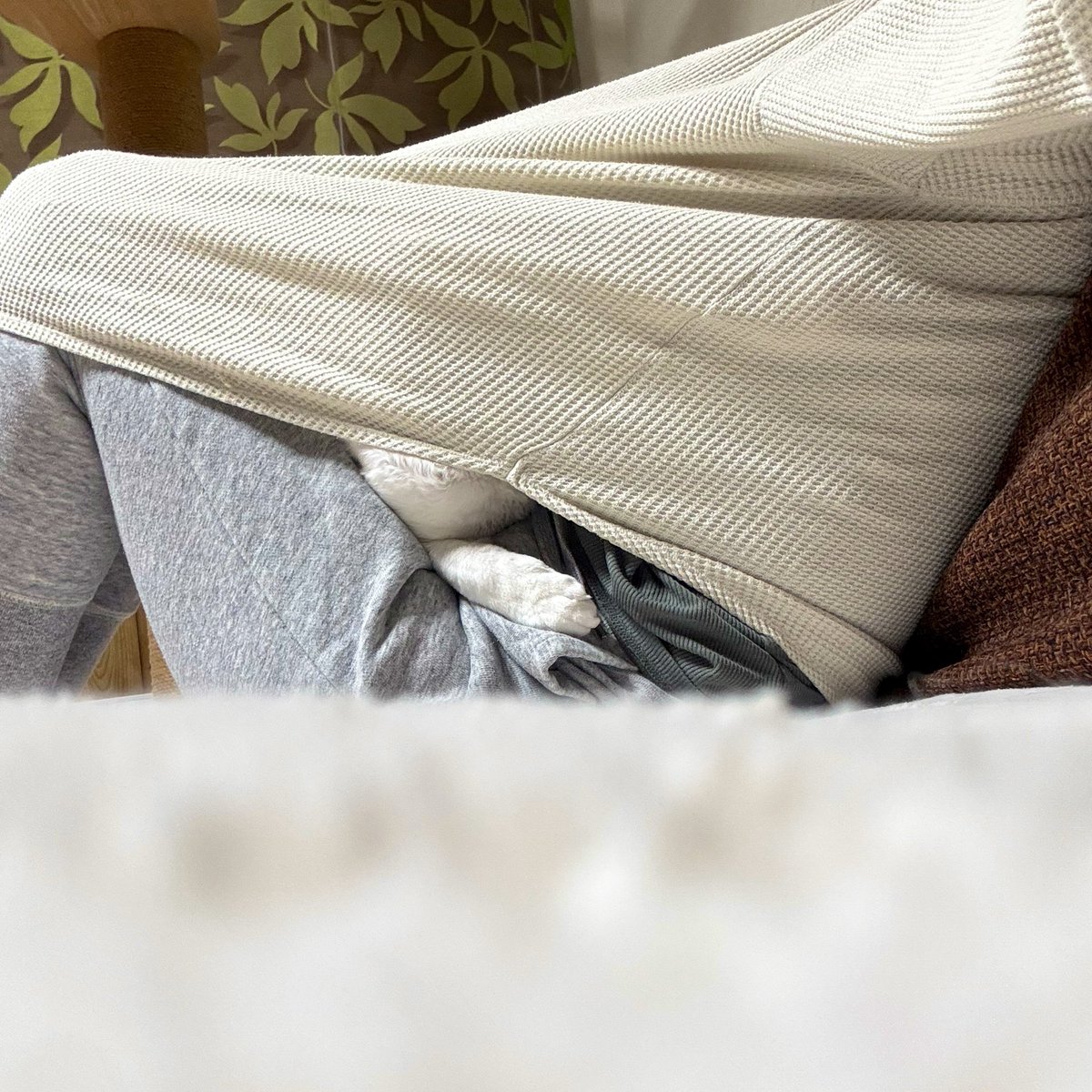 MOMO80222012's tweet photo. 大発見をした猫がこちらです。

人間、コタツにもなる。

#猫のいる生活
#癒しの時間
#大発見
#コタツ化
#ねこすたぐらむ https://t.co/YWuxblN9Gl