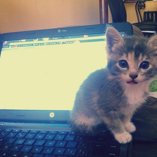 𝓚𝓪𝓻𝓼𝓮𝓻𝓪𝓽𝓸 𝓝𝓚𝟕 tweet media