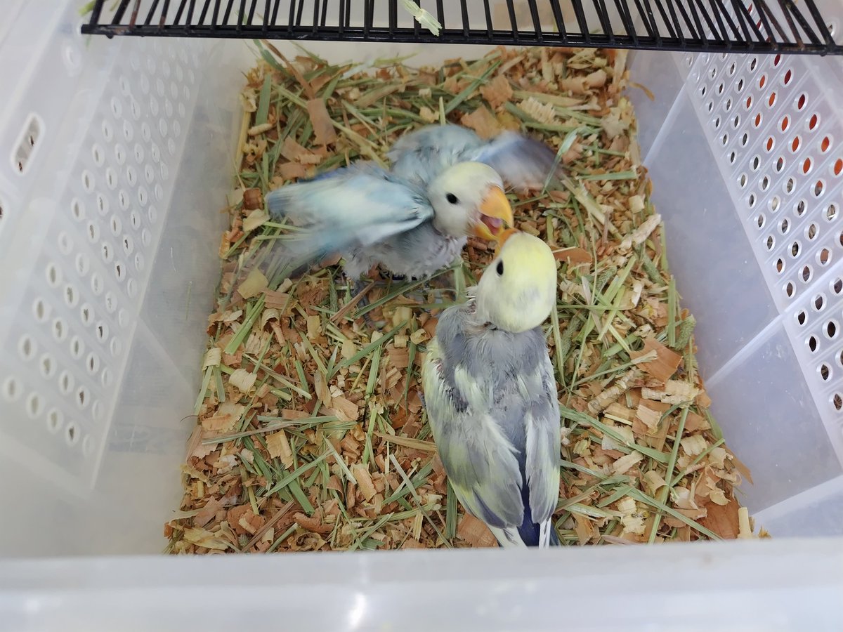 Ｊ・アシスト tweet media