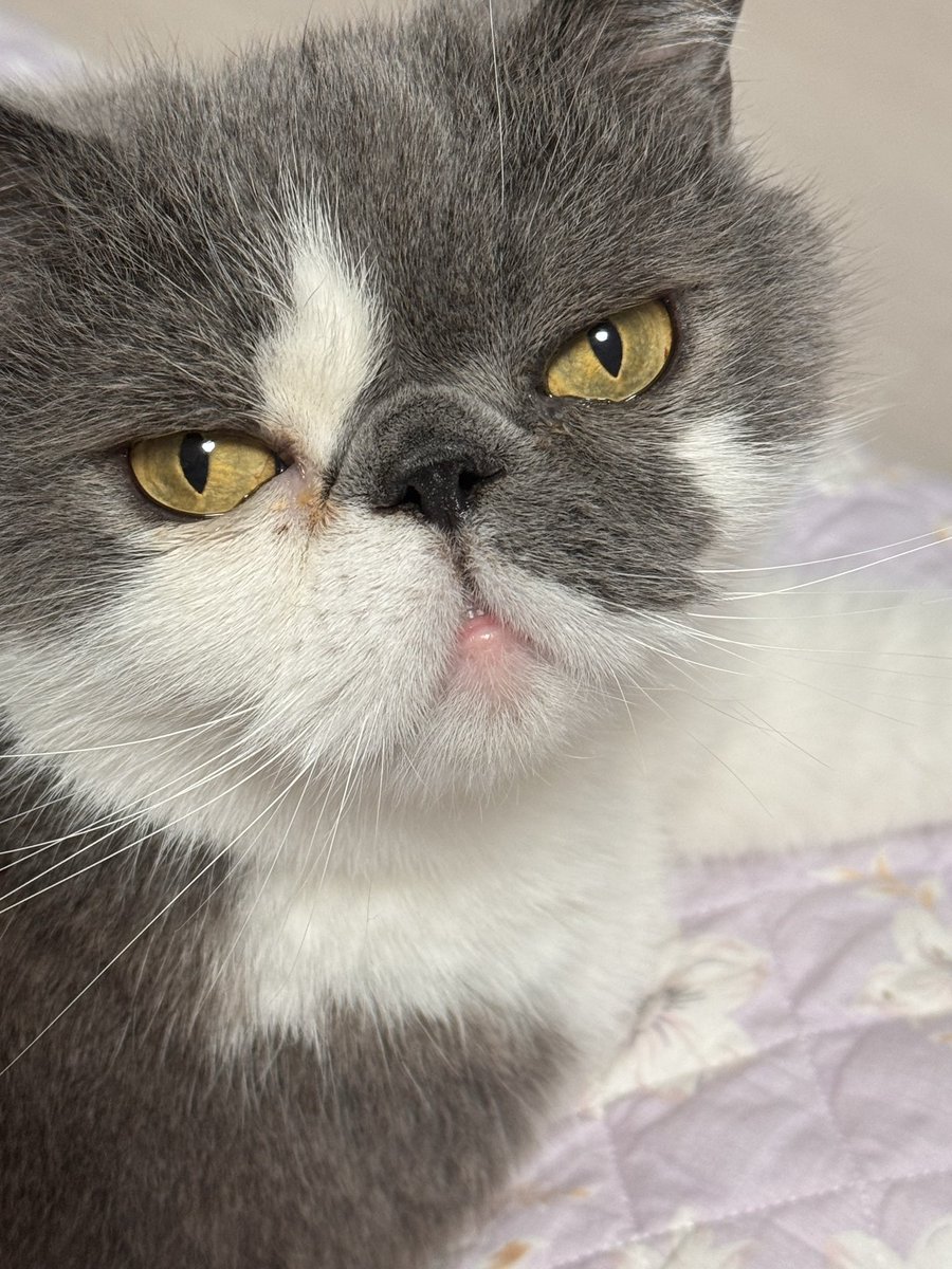 찌부리콩 tweet media