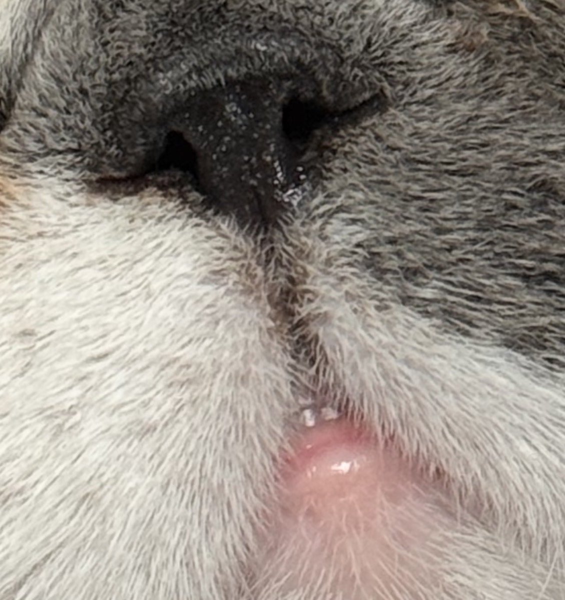 찌부리콩 tweet media