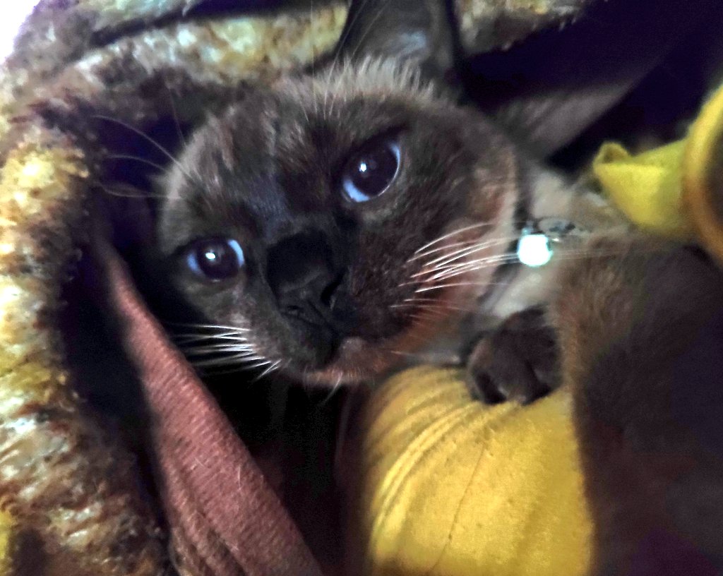 オーダーで作ってもらいました。うちの子🩷