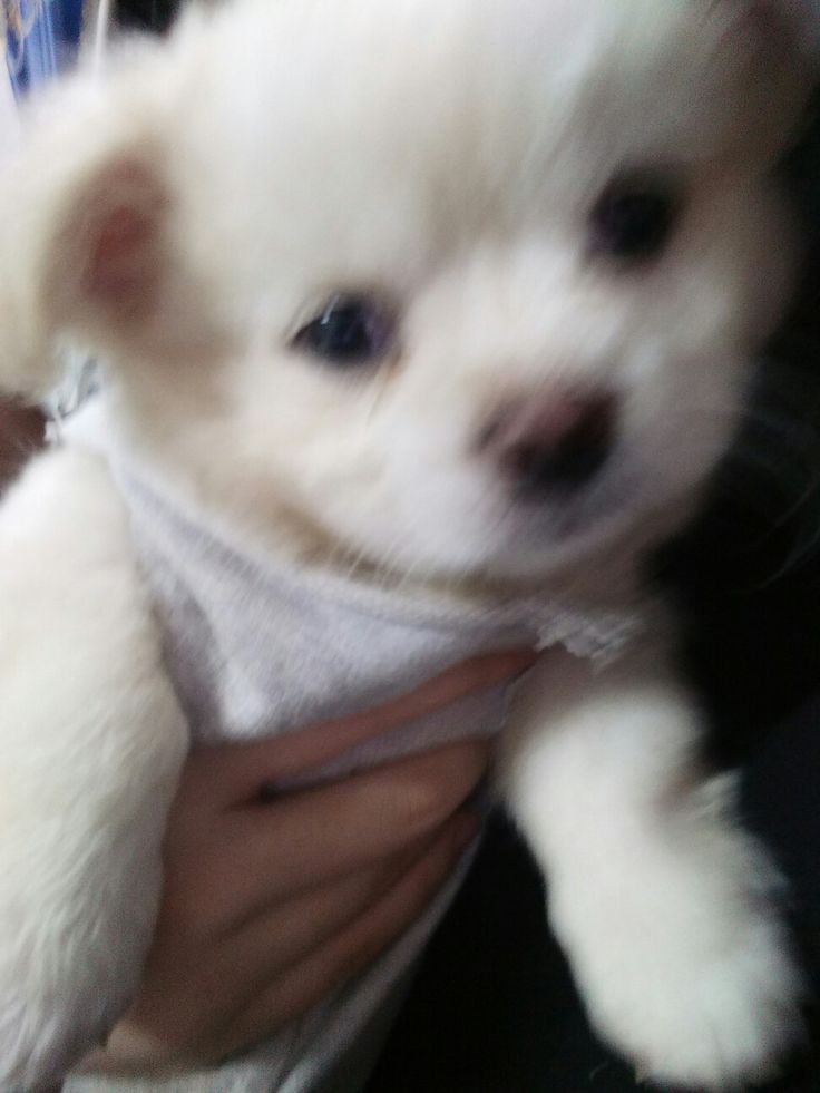 puppies_video's tweet photo. So adorable puppy.... https://t.co/nHpURanusT