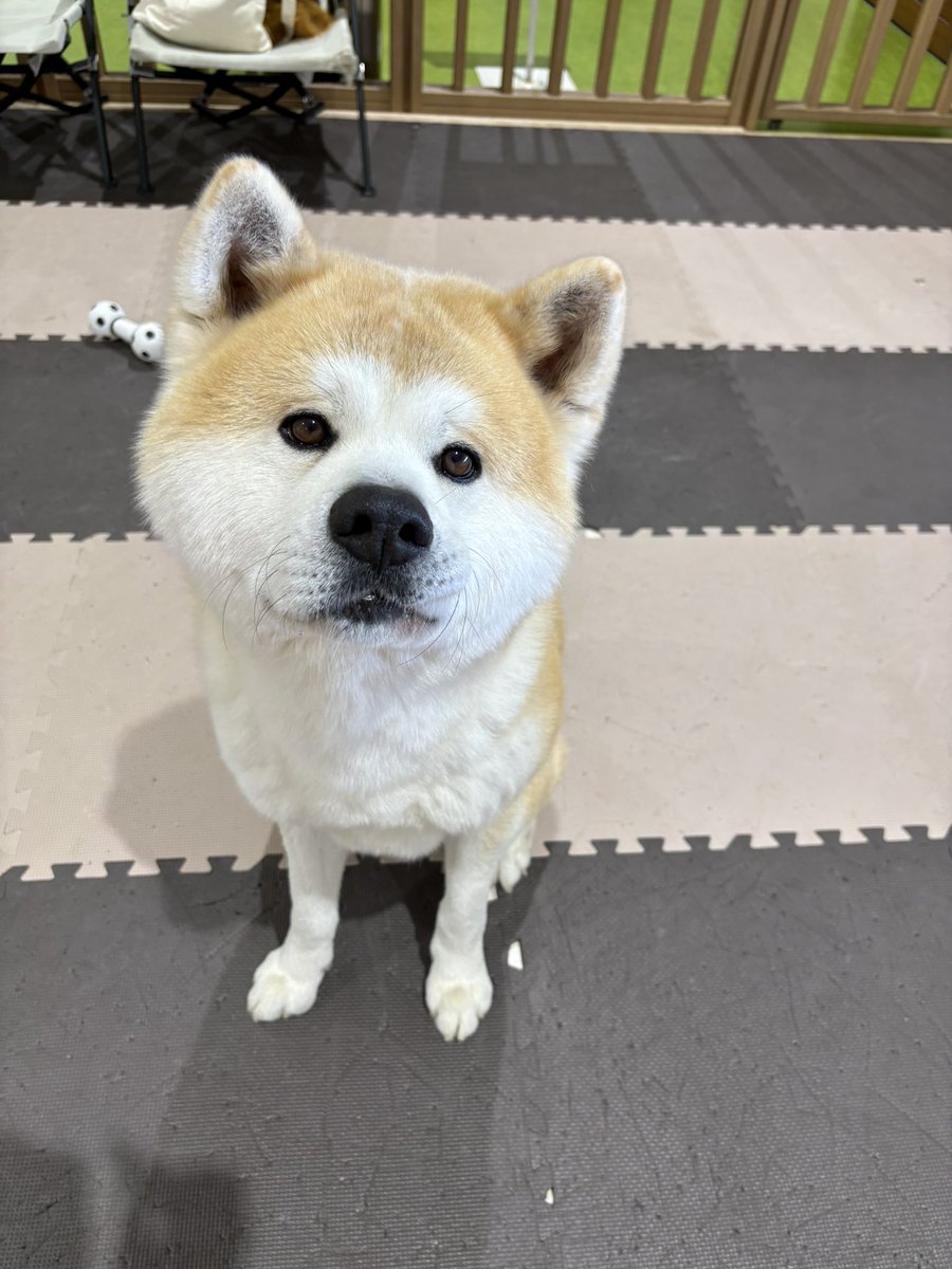秋田犬のむう太🐶 (@muuuu0531) / Posts / X