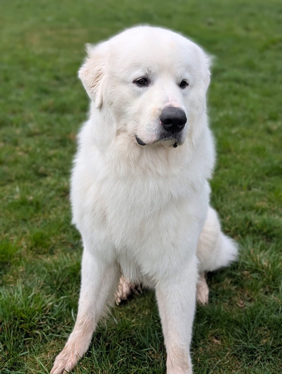 RevaliTheBerner tweet media