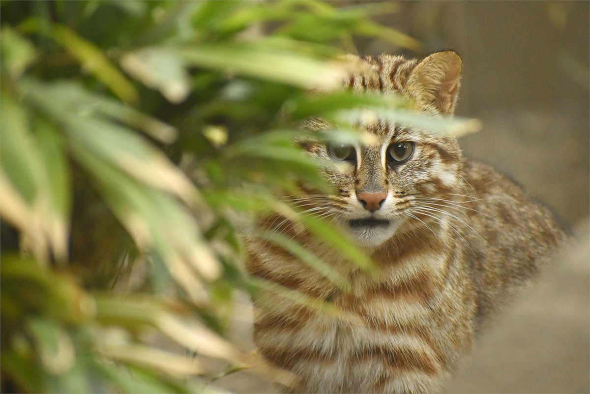 井の頭自然文化園［公式］ tweet media