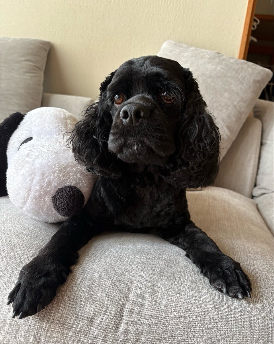 くろい犬 tweet media