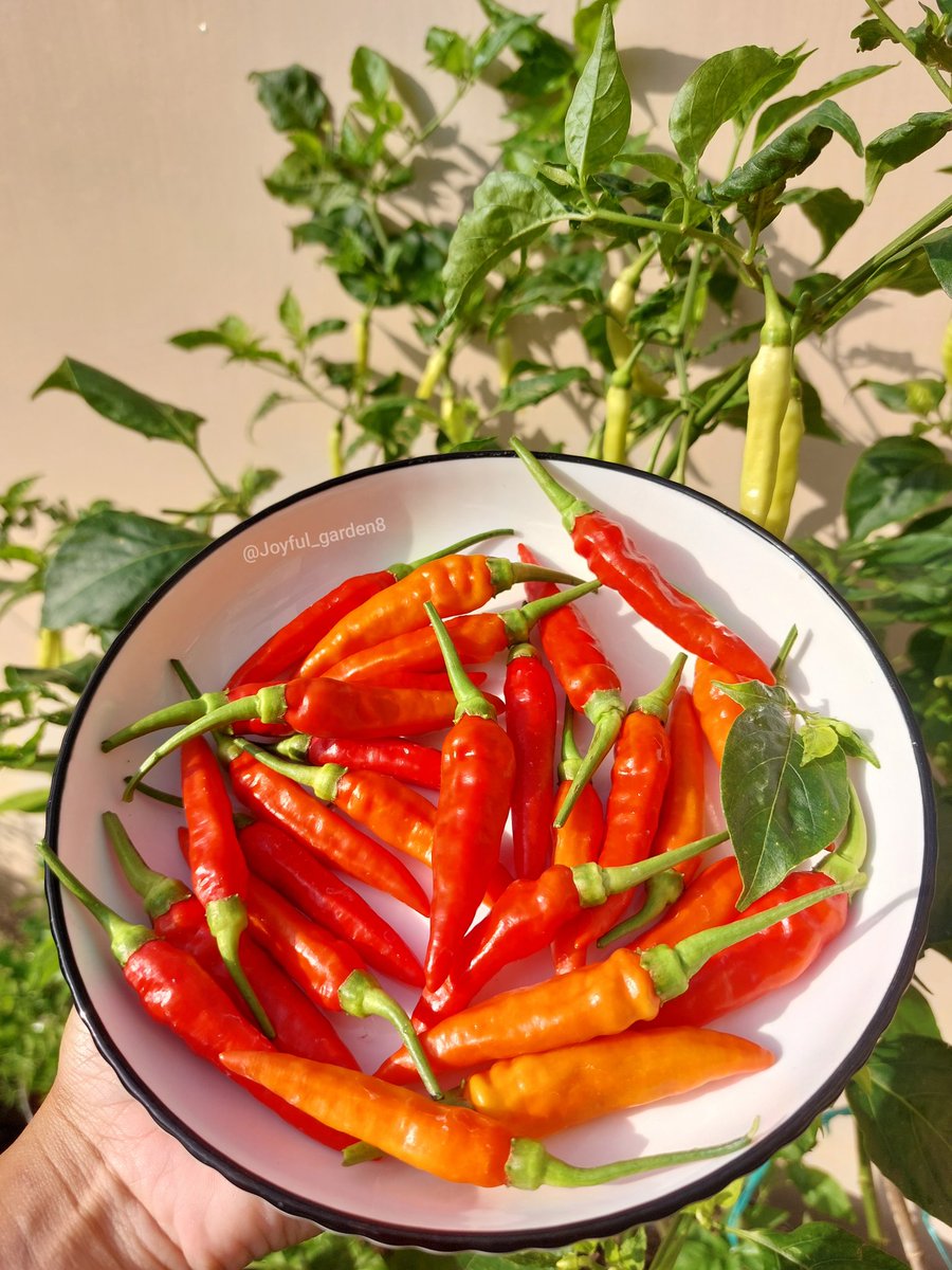 Joyful Garden 🌿🫑 tweet media