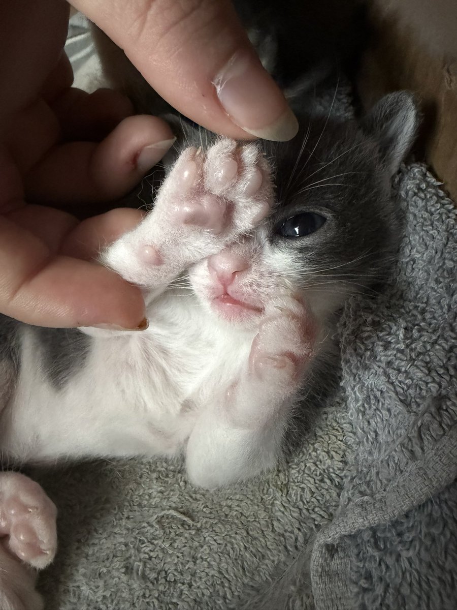 star ｡･:*:･ﾟ★ i love my friends 🎀 tweet media