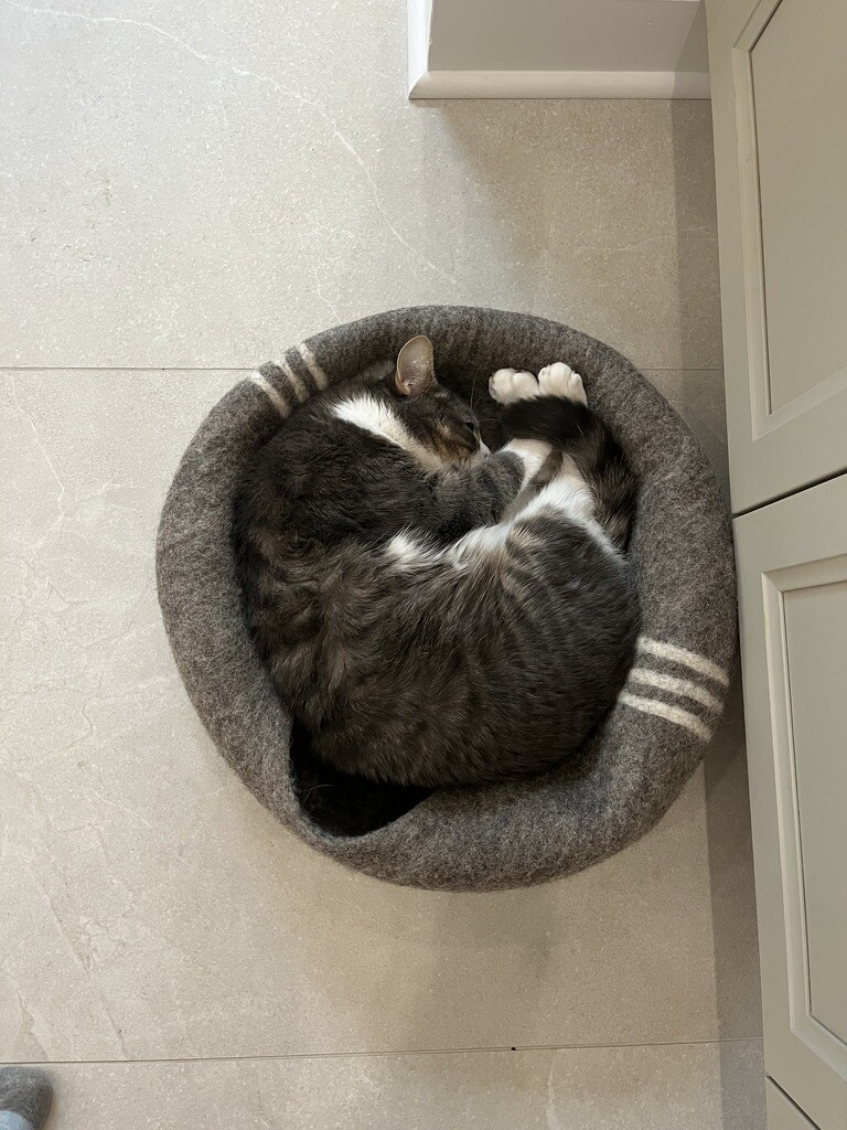 🇨🇦 Nico Carney, Purr Minister of Canada tweet media