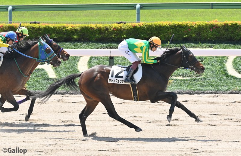 週刊Gallop（Weekly Gallop） tweet media