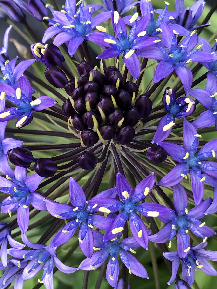 森の風ふぅちゃん🌸 tweet media