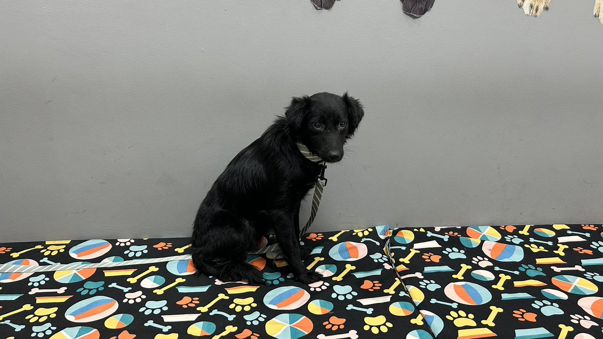 ABDON tweet media