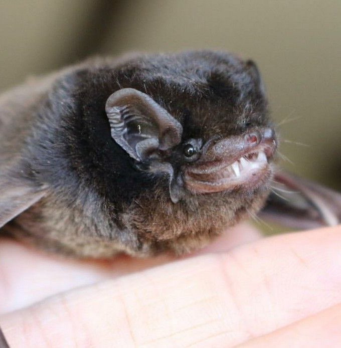 Furry Joker and 99 others tweet media