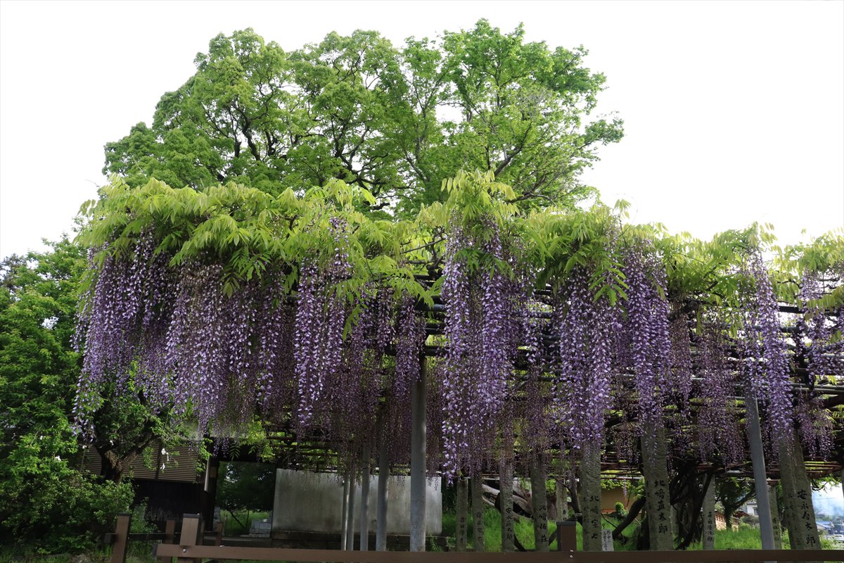 ROLEXTopsecret1's tweet image. 昨日は藤棚と愛車のコラボを撮りに穴場の神社に行ってきましたよ💜⛩️📸
#藤棚 #車 #神社