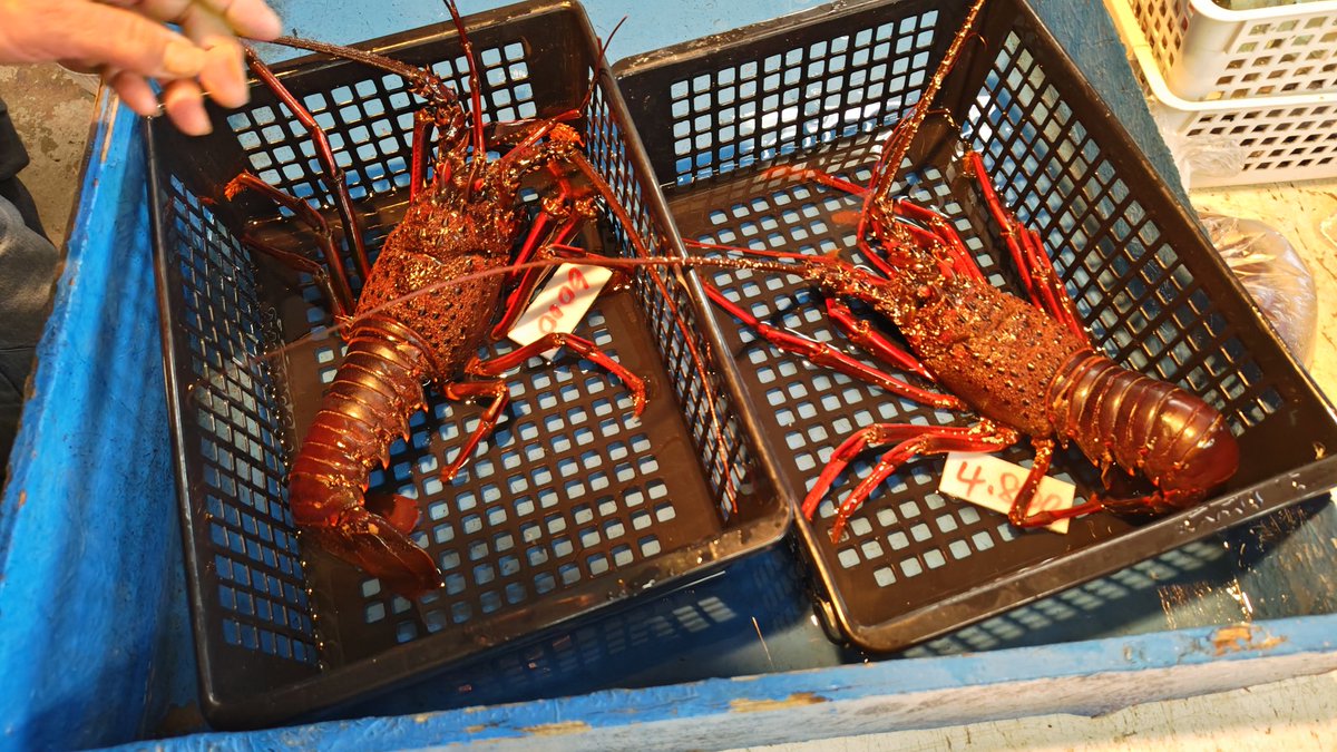 びんちゃん tweet media