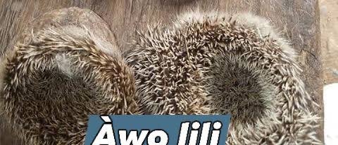 Ola omo Ola tweet media