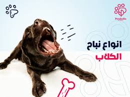 ابراهيم مشهور tweet media