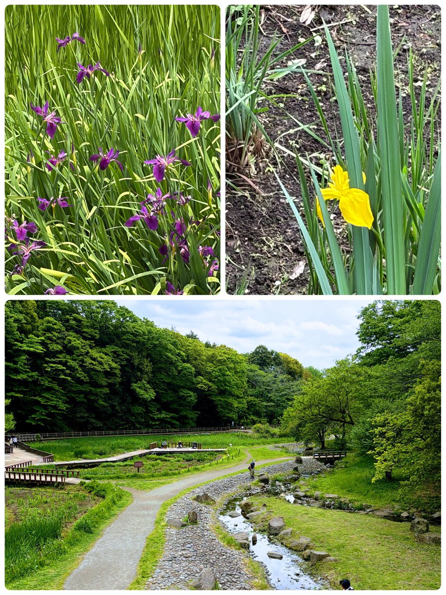 スカ―レットAYAKO･ M tweet media