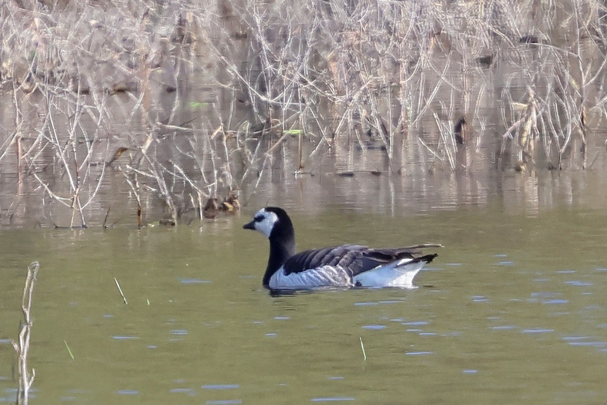 Rare Bird Alert tweet media
