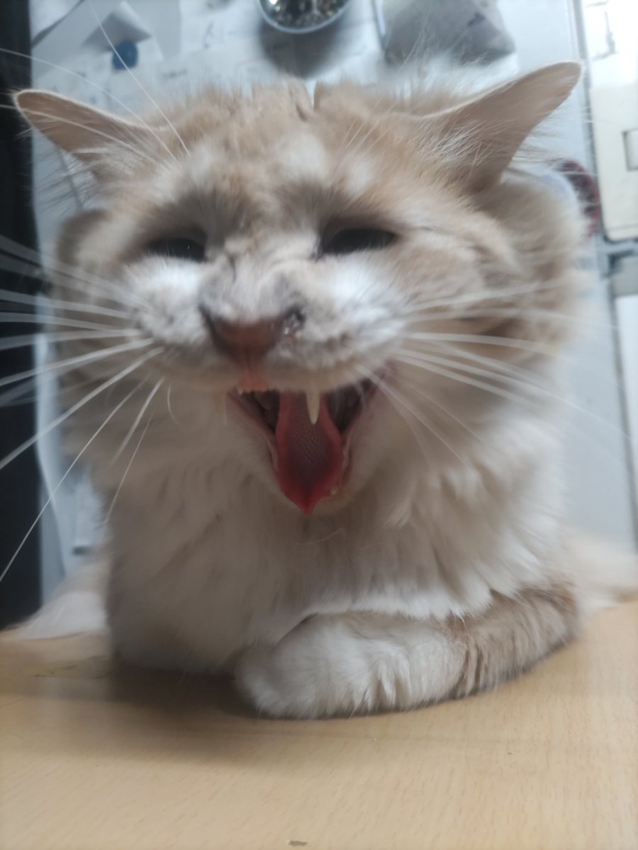 望月うさぎ tweet media