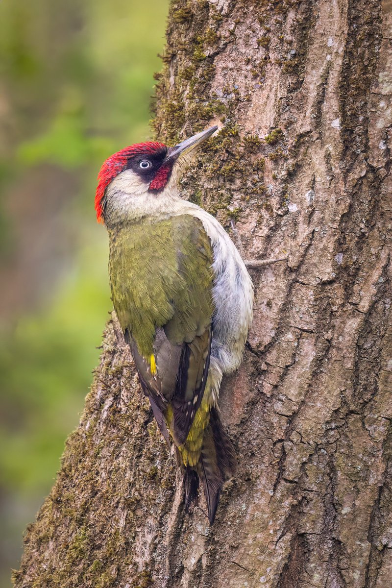 matttrevillion1's tweet photo. Green Woodpecker #wildlife #wildlifephotography #nature #naturephotography #birdsofinstagram #birdphotography #birdwatching #birdlovers #birding #wildlife_perfection #naturelovers #animalphotography #birds #earthcapture #planetbirds #exclusive_wildlife #wildlifeplanet #bbcwildlife #bestbirdshots #bird_brilliance #birdstagram #birdlife #wildlife_shots #birdsofig #natureshots #birdnerd #thewildden #woodpecker #bbcwildlifepotd