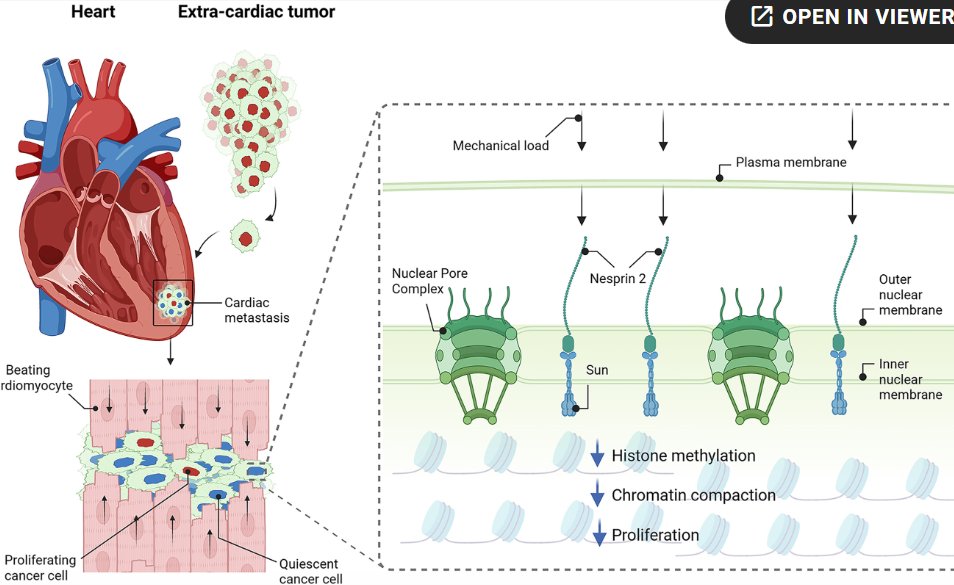 exosome's tweet image. Science paper !

Do you ever wonder why there are no #cancers in the heart?

Recent breakthrough...mechanical load turns on nesprin protein which stops #cancer 

science.org/doi/10.1126/sc…