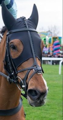 ScotforAnimals's tweet photo. 25/4/26.

Bet365 Celebration Chase, Sandown Park Racecourse.

"Thistle Ask" dead. https://t.co/N5tHoHnWad