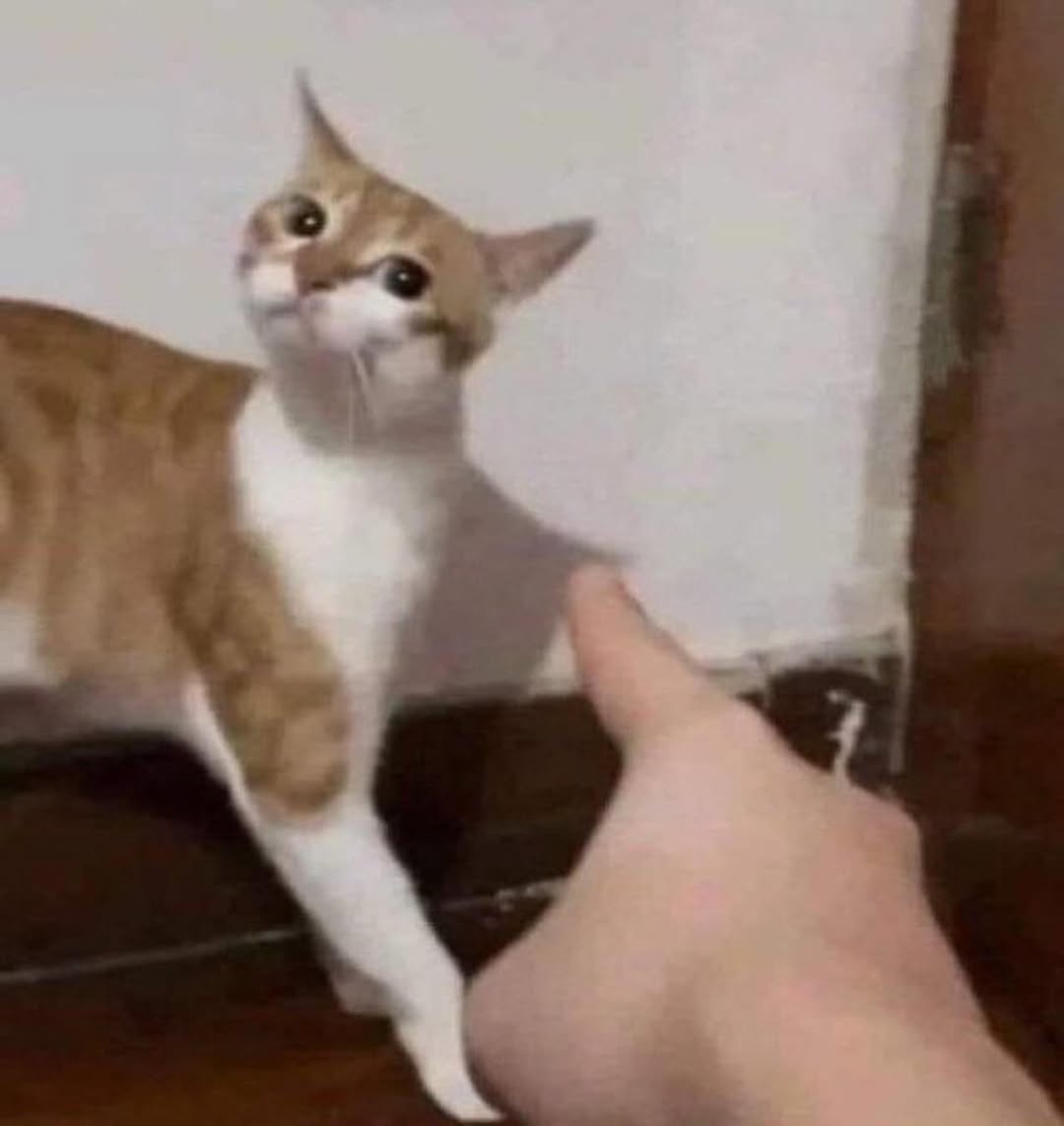 smol silly cat tweet media