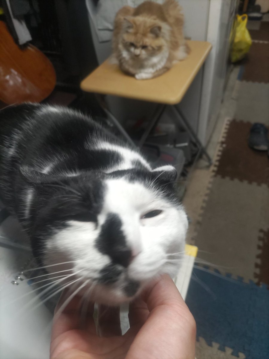 望月うさぎ tweet media