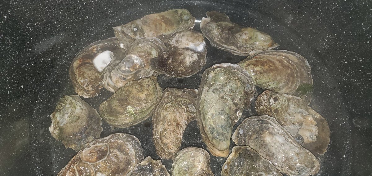 Terak_the_older's tweet image. North Carolina live oysters!
#Nc #seefood #oysters